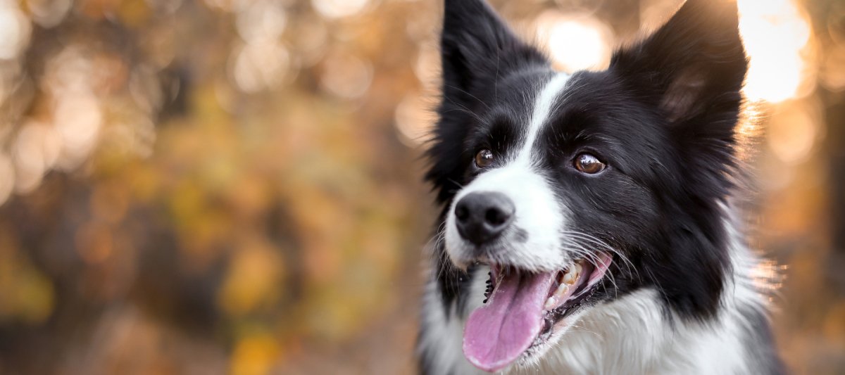 Unleashing the Wonders of the Border Collie - Funny Nikko