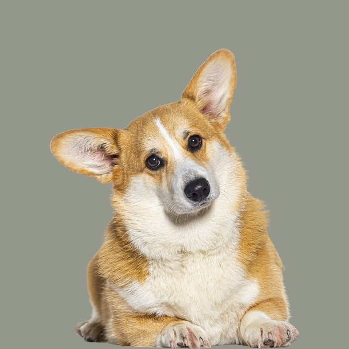 Corgi