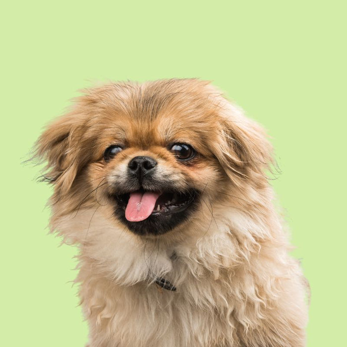 Pekingese