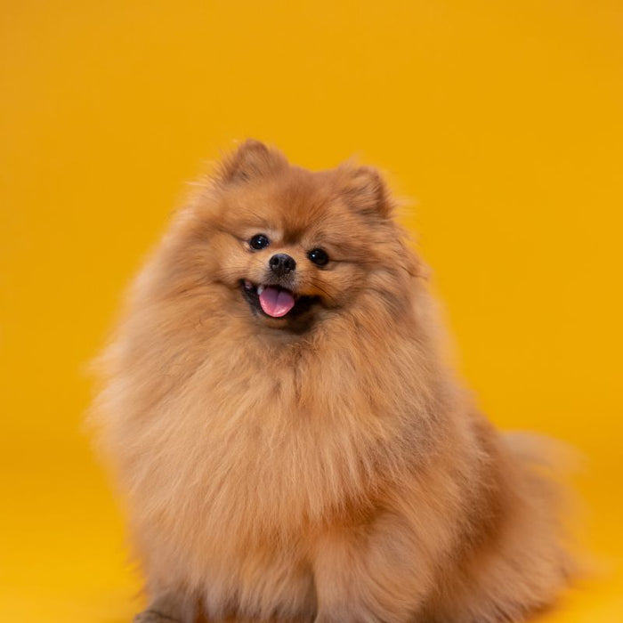 Pomeranian