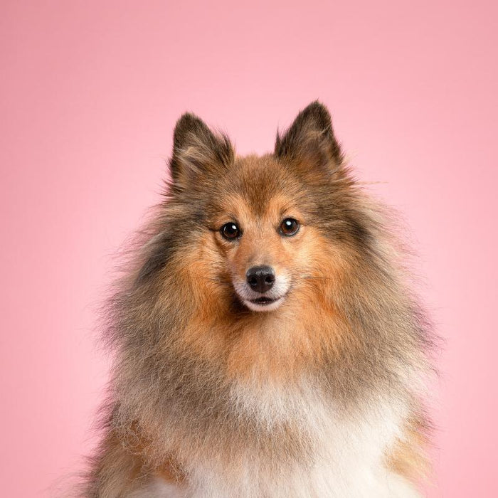 Sheltie