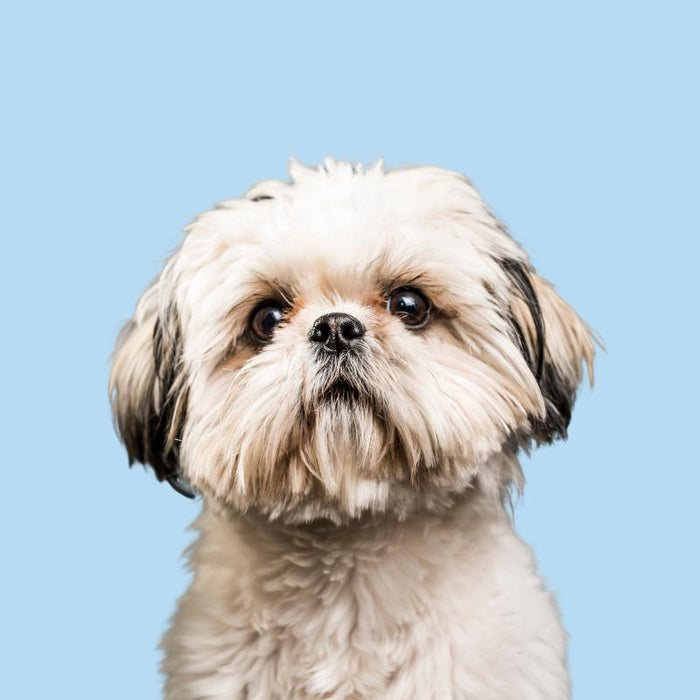 Shih Tzu