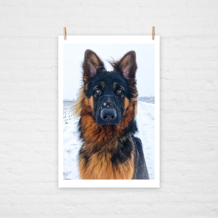 GSD in the Snow Poster - Funny Nikko