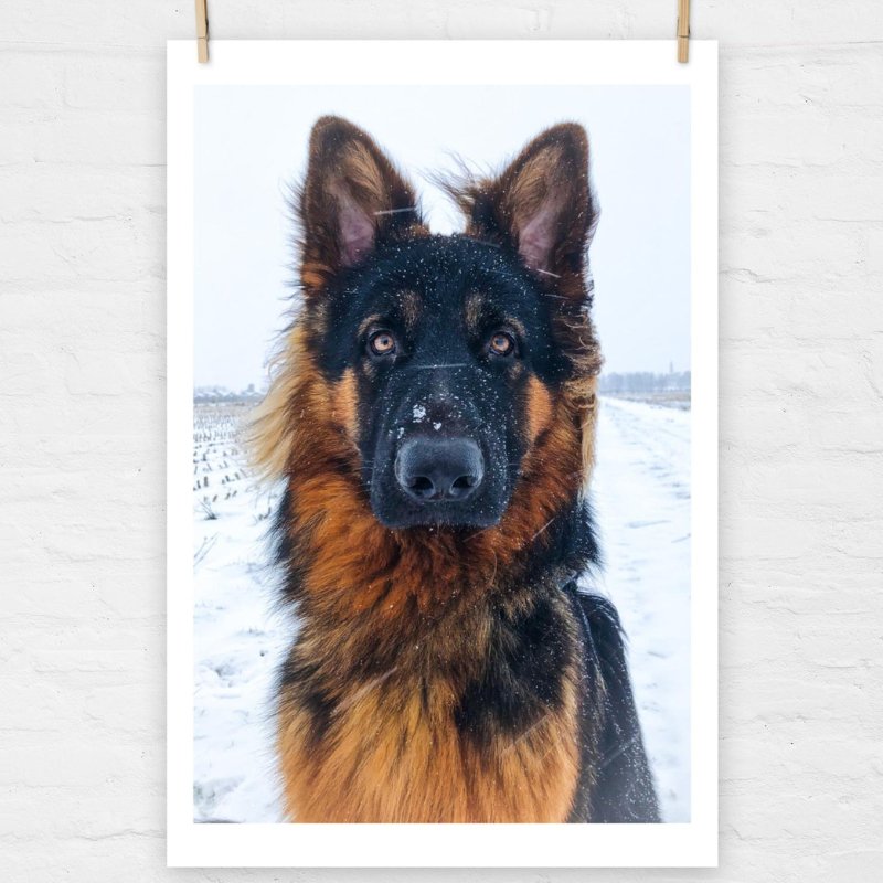 GSD in the Snow Poster - Funny Nikko